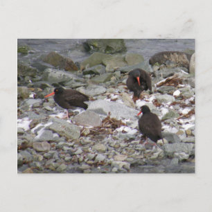Carte Postale Oystercatchers sur la côte, île de l'Unalaska