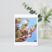 CARTE POSTALE P4240442 (Debout devant)