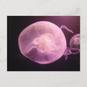 CARTE POSTALE P6250304