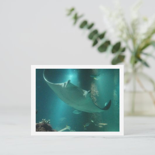 CARTE POSTALE P6250309 (Debout devant)