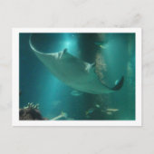 CARTE POSTALE P6250309 (Devant)