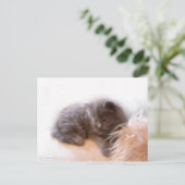 Carte Postale © P Wherrell Cute chaton gris poil long (Debout devant)
