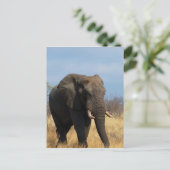 Carte postale Pachyderm (Debout devant)