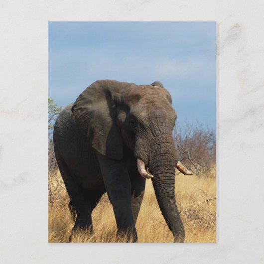 Carte postale Pachyderm (Devant)