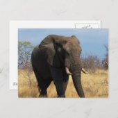 Carte postale Pachyderm (Devant / Derrière)