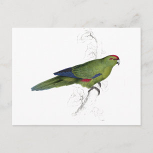 Carte Postale Pacific Parrakeet par Edward Lear