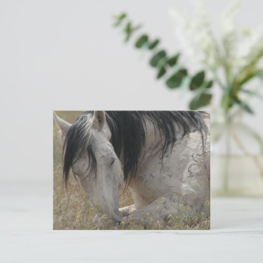 Carte Postale Pacifique (Debout devant)