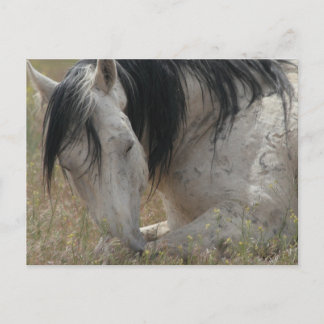 Carte Postale Pacifique