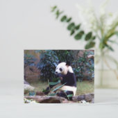 Carte Postale Pacifique (Debout devant)