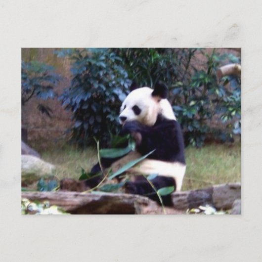 Carte Postale Pacifique (Devant)