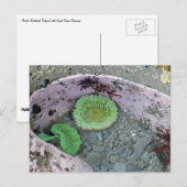 Carte Postale Pacifique Nord-Ouest Tidepool avec des Anénomes ve (Devant / Derrière)