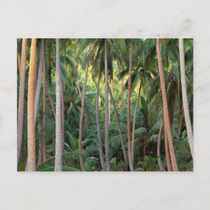 Carte Postale Pacifique Sud, Polynésie française, Bora Bora.