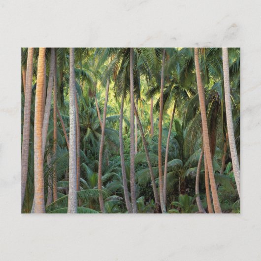 Carte Postale Pacifique Sud, Polynésie française, Bora Bora. (Devant)