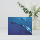 Carte Postale Pacifique Sud, Tonga. baleine à bosse et veau (Debout devant)