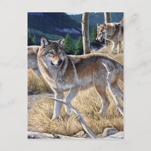 Carte Postale Pack de loups dans la peinture forestière (Devant)