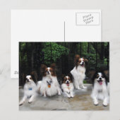 Carte Postale Pack de Papillons de Hershey Kiss Hero Kennels (Devant / Derrière)