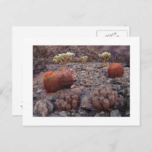 Carte Postale " Pack Variété Cactus " (Devant / Derrière)