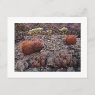 Carte Postale " Pack Variété Cactus "