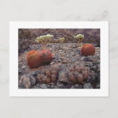 Carte Postale " Pack Variété Cactus " (Devant)
