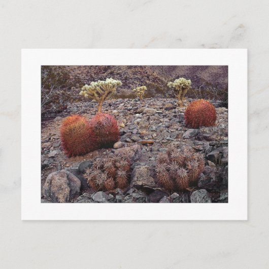 Carte Postale " Pack Variété Cactus " (Devant)