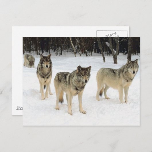 Carte Postale Pack Wolf (Devant / Derrière)