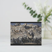 Carte Postale Pack Zebra (Debout devant)