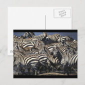 Carte Postale Pack Zebra (Devant / Derrière)