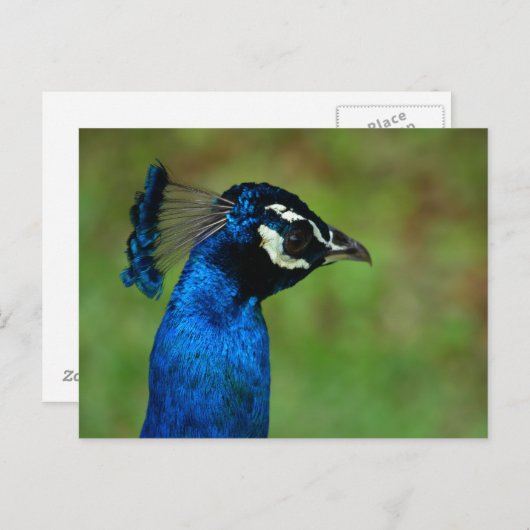 Carte Postale Pacock (Devant / Derrière)