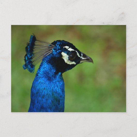 Carte Postale Pacock (Devant)