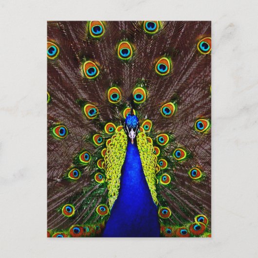 Carte Postale Pacock (Devant)