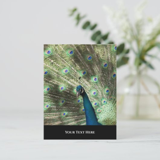 Carte Postale Pacock (Debout devant)
