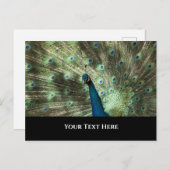 Carte Postale Pacock (Devant / Derrière)