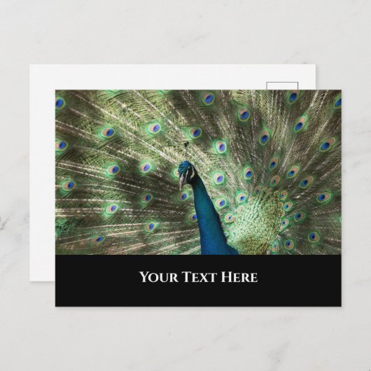 Carte Postale Pacock (Devant / Derrière)