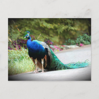 Carte Postale Pacock