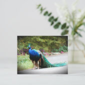 Carte Postale Pacock (Debout devant)