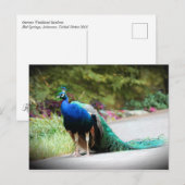 Carte Postale Pacock (Devant / Derrière)