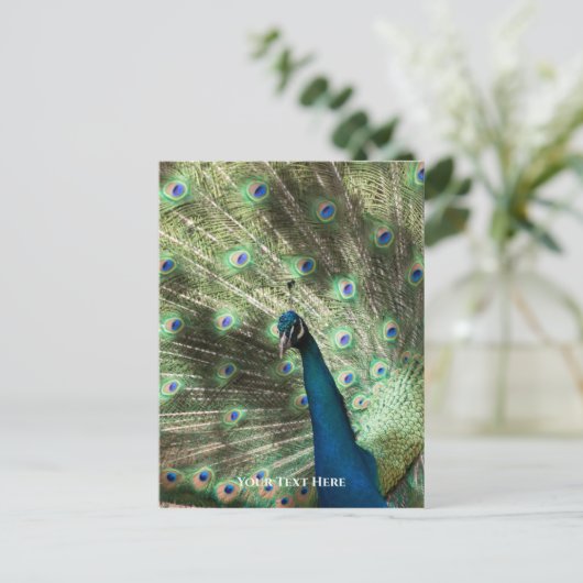 Carte Postale Pacock (Debout devant)