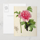 Carte Postale Paeonia Moutan, c.1799 (Devant / Derrière)