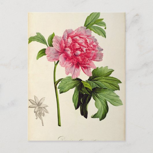 Carte Postale Paeonia Moutan, c.1799 (Devant)
