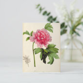 Carte Postale Paeonia Moutan, c.1799 (Debout devant)