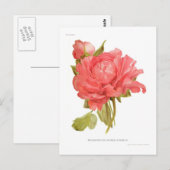 Carte Postale Paeonia moutan var Reine Elizabeth (Devant / Derrière)