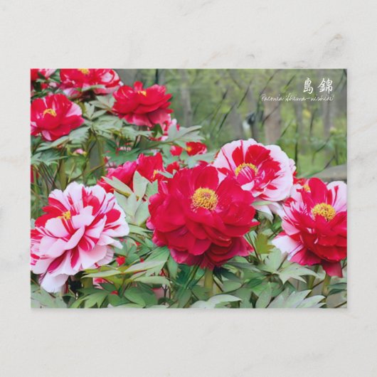Carte Postale Paeonia "Shima-nishiki" [Carte postale] (Devant)