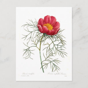 Carte Postale Paeonia tenuifolia