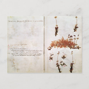 Carte Postale Page 15 d'un Herbarium