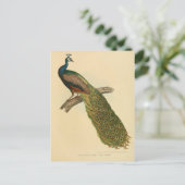 Carte Postale Page Illustration (Debout devant)