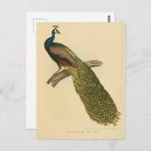 Carte Postale Page Illustration (Devant / Derrière)