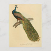 Carte Postale Page Illustration (Devant)