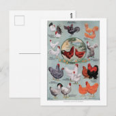 Carte Postale Page Livre Vintage de poulets (Devant / Derrière)