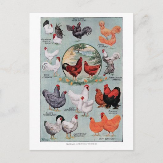 Carte Postale Page Livre Vintage de poulets (Devant)