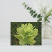 Carte Postale Paint Brush Blossom, île de l'Unalaska (Debout devant)